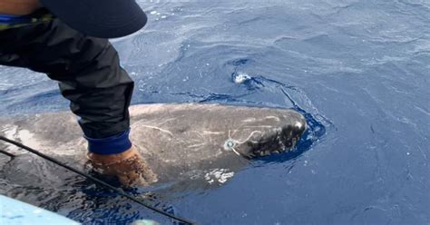 Mysterious Arctic shark spotted in the Caribbean thousands of miles ...