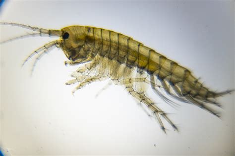 Gammarus | The Microscopic Life of Shetland Lochs