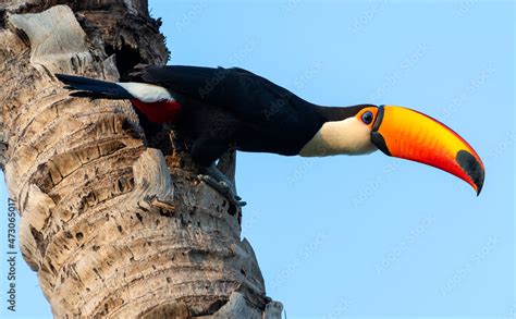 Toco Toucan Habitat