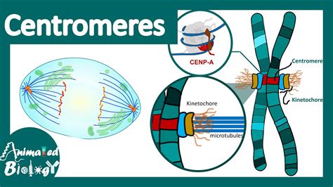 Centromeres | Centromeres and Kinetochores | Chromosomal organization ...