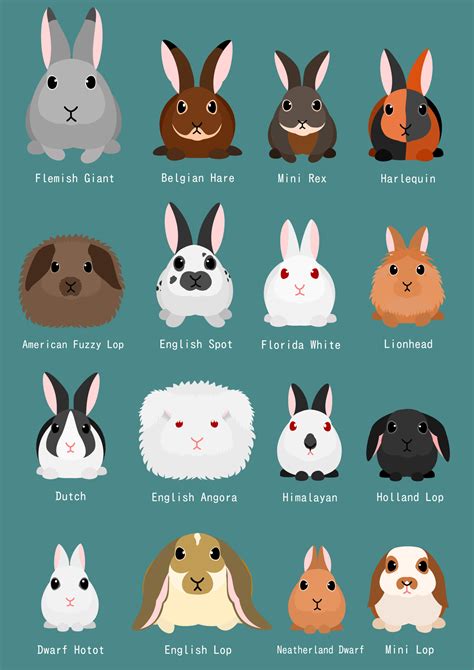 A Brief Guide to Rabbit Breeds | Pet Realm