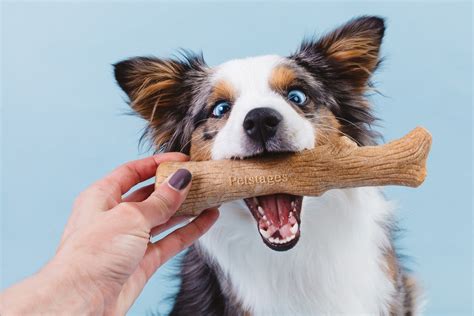 5 Best Dog Chew Toys For Heavy Chewers That Last More Than 1 Year | Dog ...