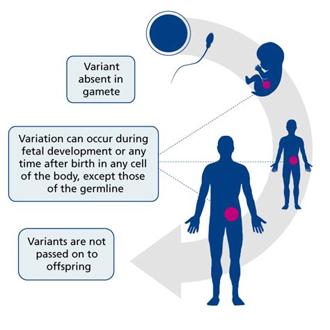 Constitutional (germline) vs somatic (tumour) variants — Knowledge Hub