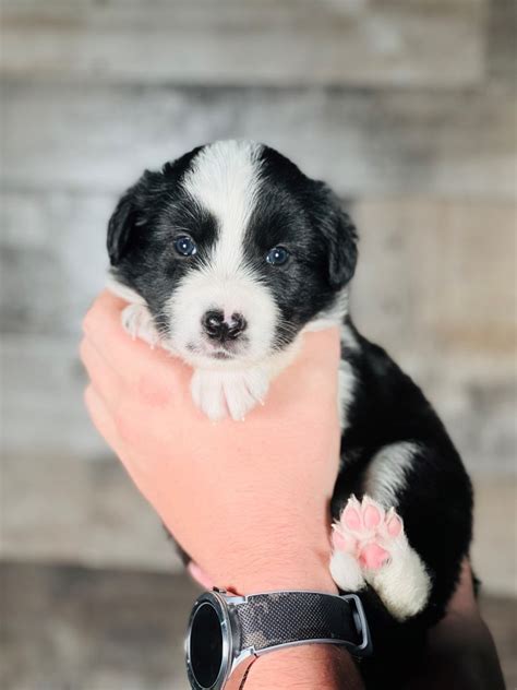 2J 2K Black and White Male Border Collie Puppy