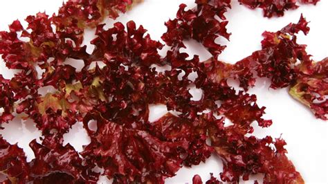 10 Different Types of Edible Seaweed with Images - Asian Recipe