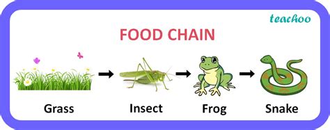 In a food chain of frog, grass, insect & snake assign trophic level to