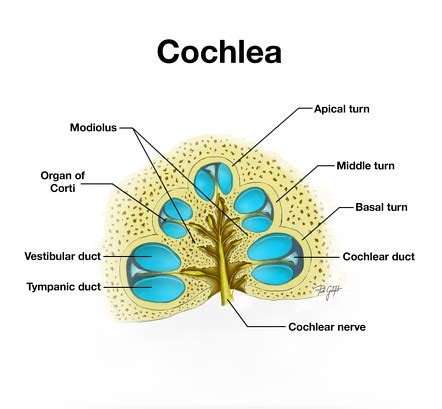 Cochlea