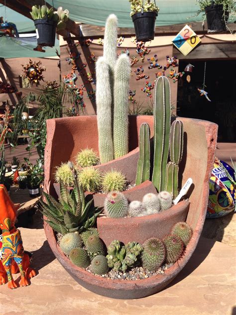 Cactus Container Garden Ideas - Image to u