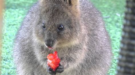 Quokka eating a strawberry - YouTube