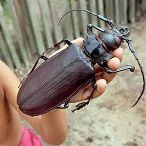 What Is The Biggest Insect On Earth - The Earth Images Revimage.Org