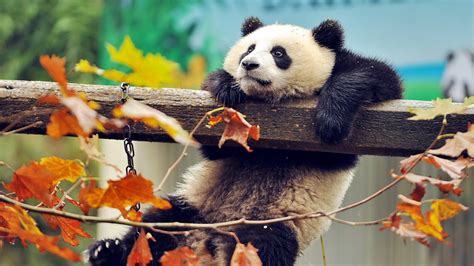 3840x2160 Cute Panda 4k HD 4k Wallpapers, Images, Backgrounds, Photos ...