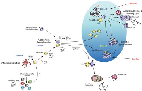 Mechanism of action of TFH cells. TFH cells are effector TH cells that ...