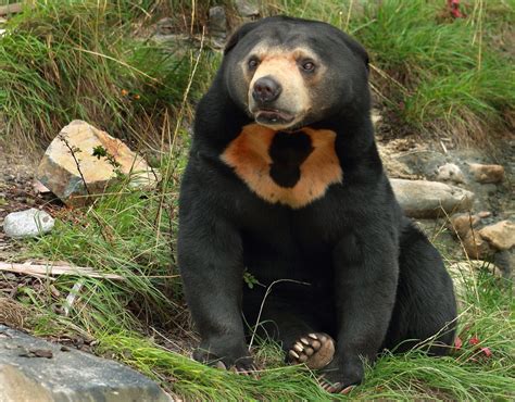 Sun Bear - Endangered Sumatran Animals