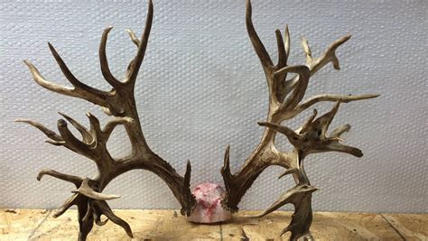 Potential world record deer antlers could be worth $100,000