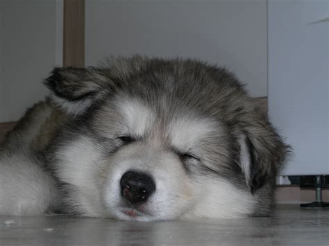 Alaskan Malamute sleeping photo and wallpaper. Beautiful Alaskan ...