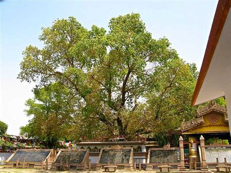 Bodhi Tree, Bodh gaya| Bodhi Tree Photos