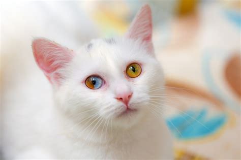 Rare Van cat with two colors in one eye excites researchers | Daily Sabah