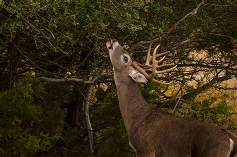 Whitetail behavior changes in September | Velvet Shedding | Rut ...