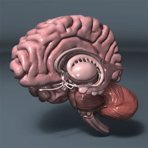 3d model human brain