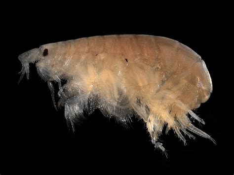 These Amphipods Know The Secret to Beefing Up in the Deep Sea