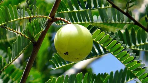 Amla Health Benefits in Ayurveda: Raw Amla Uses and Properties