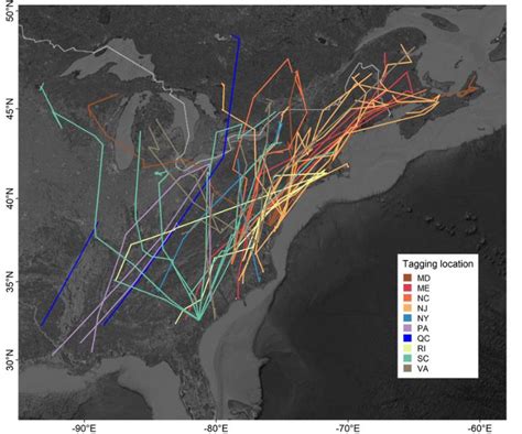 Understanding Woodcock Migration - RGS