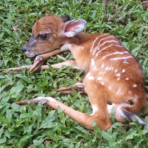 Want to learn about Africa’s sitatunga antelope? In this post, you’ll ...