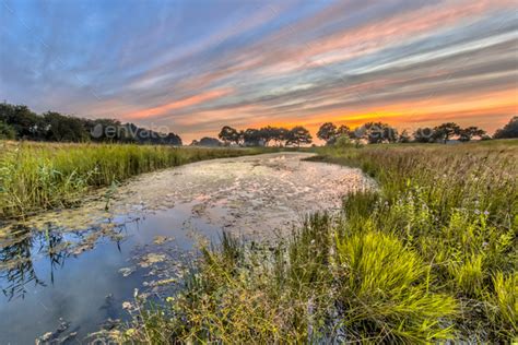 Typical dragonfly habitat in the Netherlands Stock Photo by ...