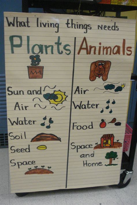 Pin by Maria Esther Hernandez Ledesma on Living Things | Kindergarten ...