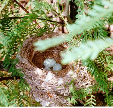 Blue Grosbeak nest with eggs photograph and sound recording