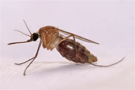 Mosquito anopheles o Mosquito de la malaria: Características, y más