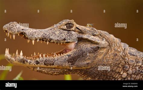 Head of yacare caiman with open mouth and visible teeth, Pantanal ...