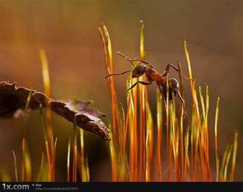 Amazing and Colorful Insects Photography