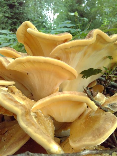 1. Giant Polypore Mushroom - Totally Wild Uk