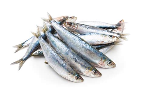 European pilchard stock photo. Image of seafood, fishes - 50820716