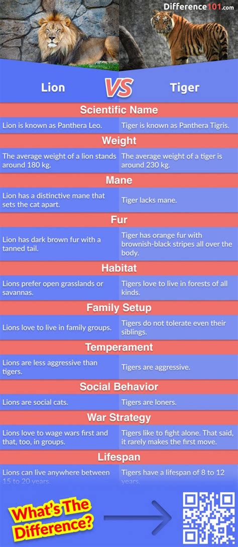 Lion vs Tiger: 10 Major Differences You Need To Know | Difference 101