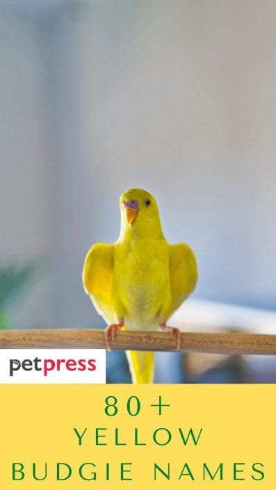 80+ Yellow Budgie Bird Names For Your Yellow Feathered Friends