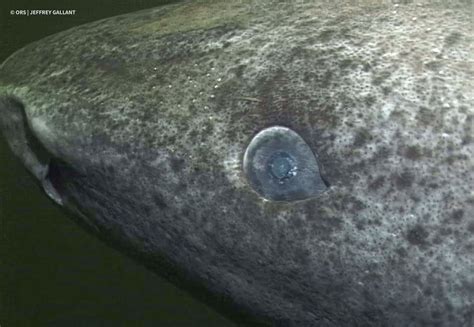 Greenland Shark | Shark Science Requins