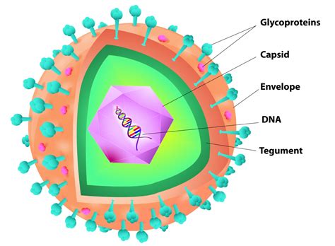 Viruses and how they work - Micro Issue 3 - Techni-K Smart Knowledge