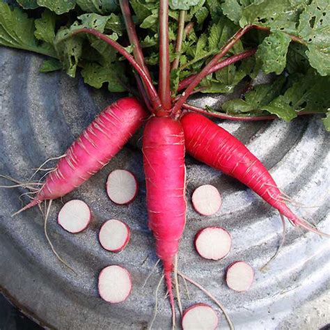 China Rose Radish Seeds - 5 LB Bulk ~210,000 Seeds - Non-GMO, Heirloom ...