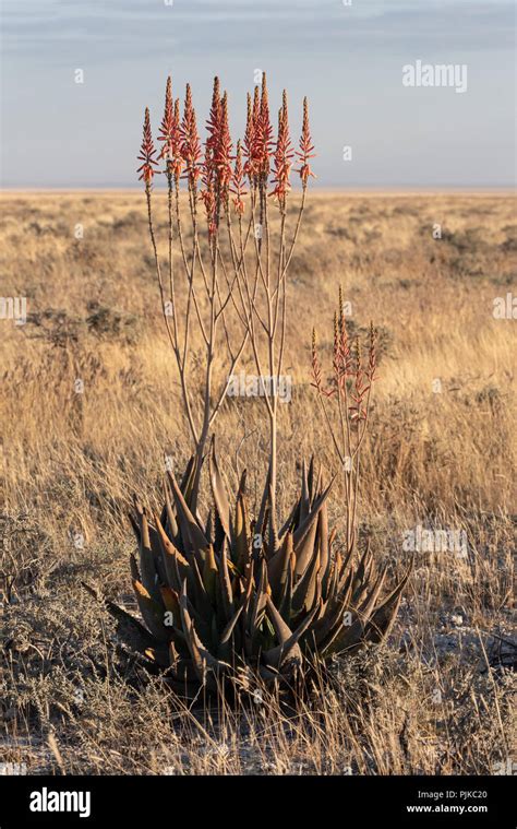 Namibia national flower hi-res stock photography and images - Alamy