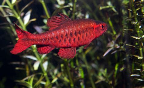 Top 10 types of Barb fish species for your freshwater fish tanks