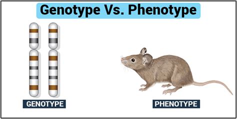 Genotype and Phenotype-Introduction, its Differences and Examples