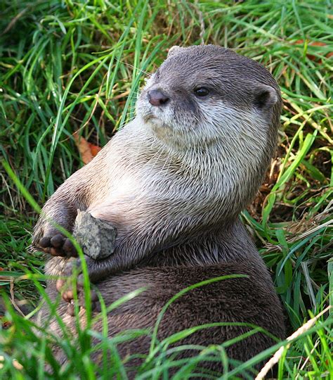 Stinky or Sweet? The Small-Clawed Otter | Featured Creature