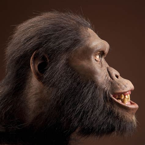 Australopithecus Africanus