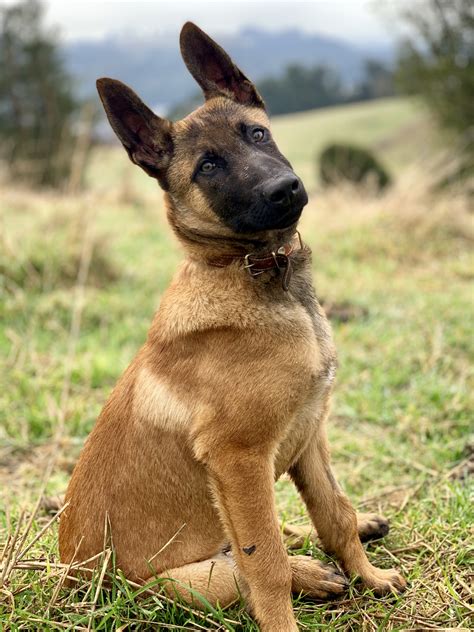 Belgian Malinois Breeders in Maryland with Puppies for Sale | PuppyHero