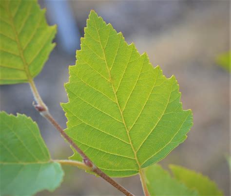 Birch Tree Leaves - Next Generation Landscape Nursery