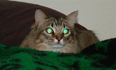 The reason for your cat's reflective eyes in photos is called the ...