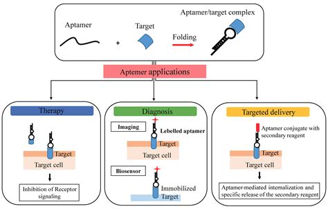 Pharmaceuticals | Free Full-Text | Nucleic Acid Aptamers Targeting ...