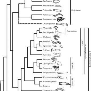 Summary tree from our results. See text for discussion. | Download ...